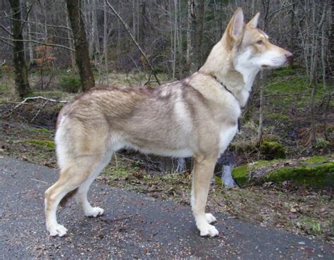 Saarlooswolfhund) is a dog breed originating from the crossing of a german shepherd (german: Saarlooswolfhond