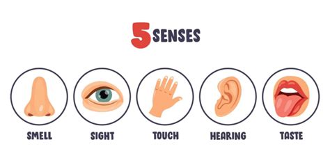 Five Senses Concept With Human Organs Cartoon Sensation Body Parts