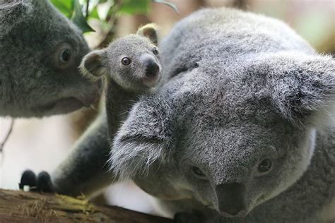 Zoo Shows Off Its Baby Koala