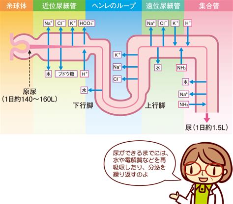 腎臓の構造と機能｜捨てる（2） 看護roo カンゴルー