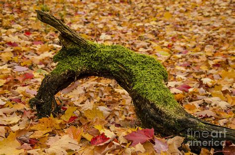 Bed Of Leaves Photograph By Ronny Purba Pixels