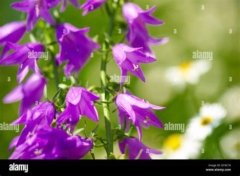 Blue Bell Flowers Stock Photo Alamy