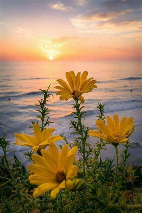 Beautiful Flowers With The Ocean Beautiful Flowers Ocean Flowers