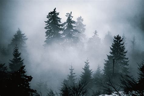 Clouds Fog Foggy And Forest Image 278052 On