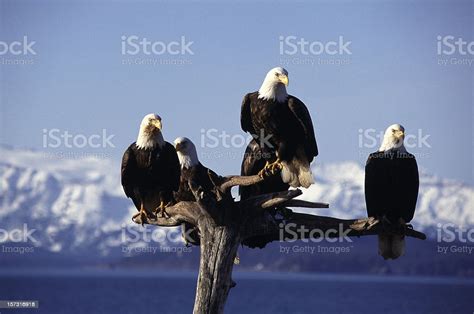 Five Eagles On Perch Stock Photo Download Image Now Alaska Us
