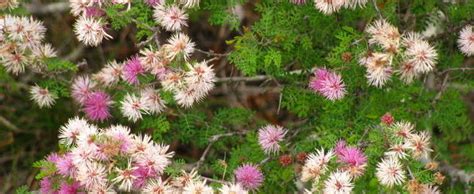 Pink Mimosa Fragrant Mimosa Catclaw Mimosa Sensitive Mimosa Mimosa