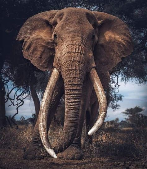 Pin By Suzanne Karikomi On Tuskers Bull Elephant Elephant
