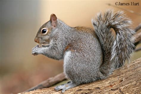 Eastern Gray Squirrel State Of Tennessee Wildlife Resources Agency