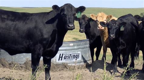 Heat Stress In Cattle Youtube
