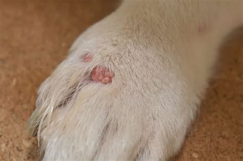 13 Pictures Of Dog Tumors Cysts Lumps And Warts Bubbly Pet