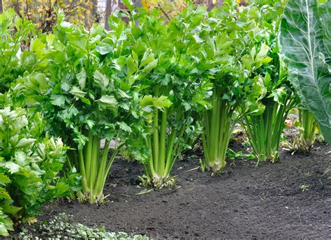 Celery Farming Information Guide Agri Farming Vlrengbr
