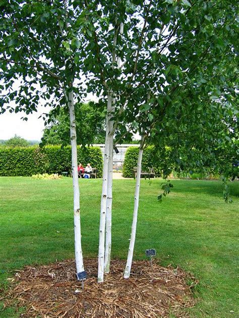 Silver Birch Trees Wall Hangings Home And Living