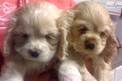 Check out our breed information page! Cocker Spaniel puppy for sale near Houston, Texas ...