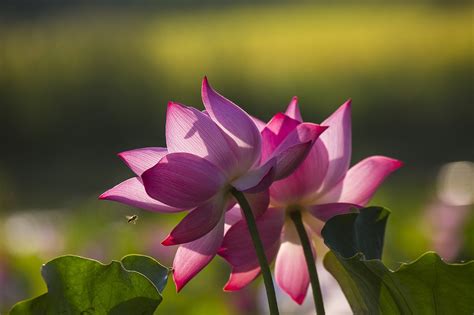 Lotus Flowers Pink Free Photo On Pixabay Pixabay