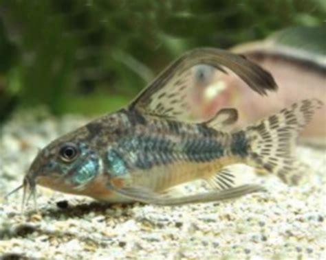 Longfin Peppered Corydoras Corydoras Paleatus The Trop