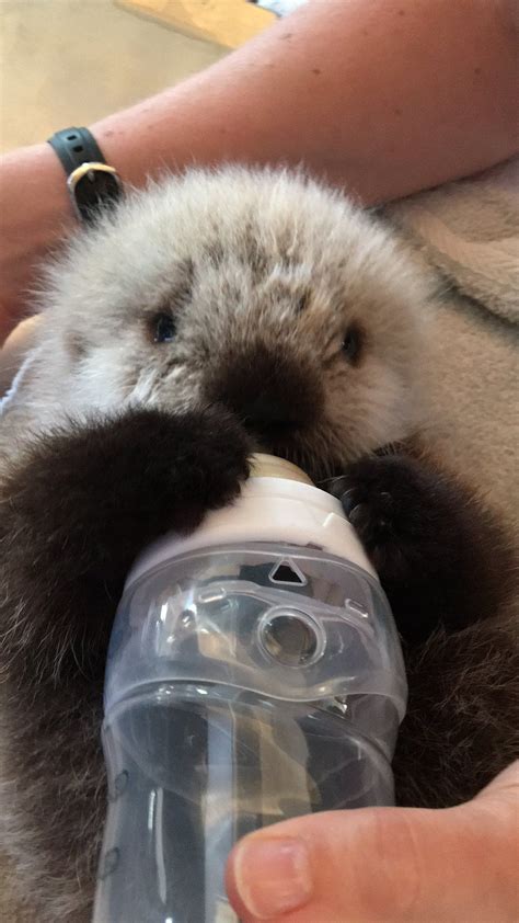 Vancouver Aquarium Adorable Baby Otter Having A Bottle From Its