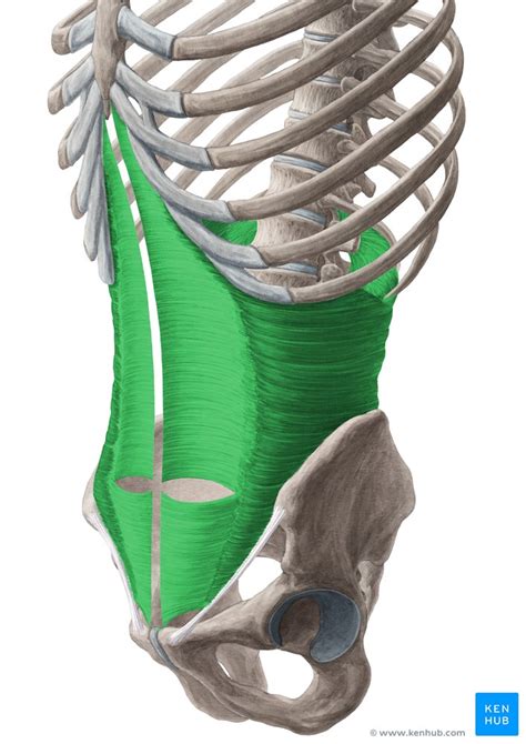Internal Oblique External Oblique Transversus Muscle Kenhub