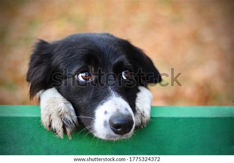 Skeptic Sad Border Collie Dog Thinking Stock Photo Edit Now 1775324372