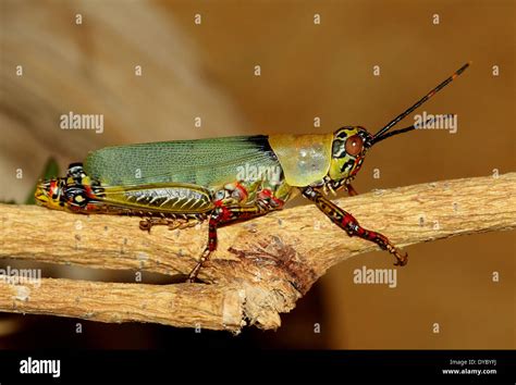 African Variegated Grasshopper Zonocerus Variegatus Close Up Stock