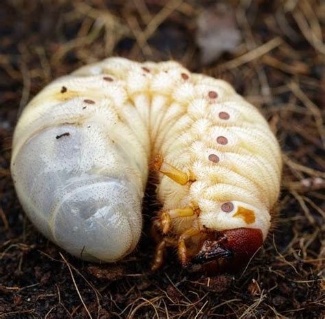 Grub worms are just beetles larvae and hence the biggest threat, destroying lawns. How To: Get Rid of June Bugs | The Craftsman Blog | Slugs ...