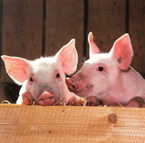 Pig Intelligence 101 Pigs Are Smarter Than You Think