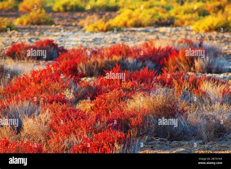 Beautiful Arabian Desert Plants In Winter Scenery Stock Photo Alamy