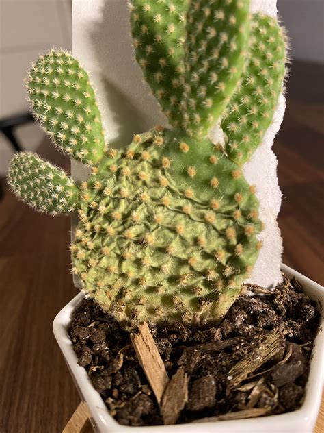 Wet potting mix will dry much faster as the air will over watering a cactus is much more damaging than under watering. Can someone please help, very new to indoor plants and my ...
