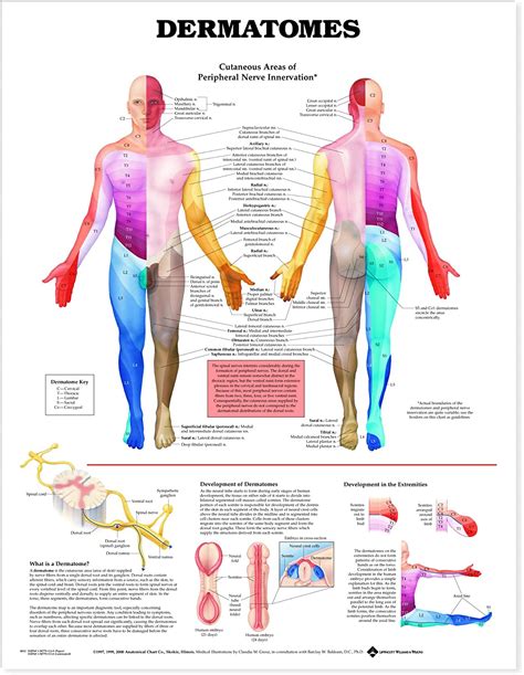 Dermatomes Human Body System Anatomical Medical Poster Professional