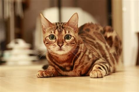 20 Free Pets Love Images And Bengal Cat Images Pixabay