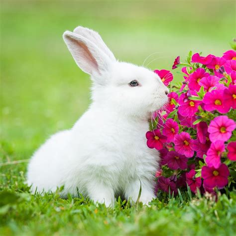 Dwarf Rabbit Smelling The Flowers Beautiful Rabbit Animals Beautiful