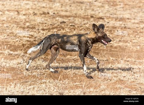 African Hunting Dog Running Hi Res Stock Photography And Images Alamy