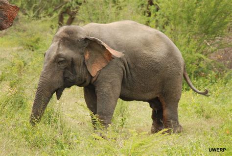 Rare sighting of dwarf Asian elephant battling a rival … and winning! | animal-behaviour | Earth ...