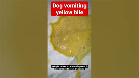 Why Does My Dog Throw Up Yellow Bile