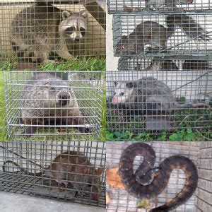 Baltimore Animal Trapper - Humane Wildlife Removal - Raccoon Control