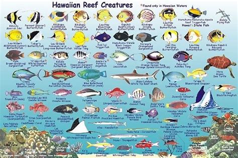 Maui Fish Frankos Molokai Creatures Guide Hawaii Hawaiian Islands