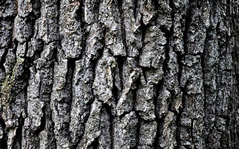 42 Tree Bark Wallpaper On Wallpapersafari