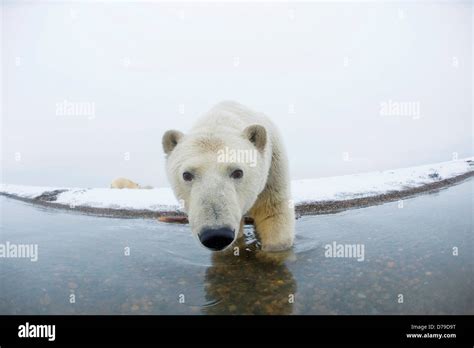 Polar Bear Ursus Maritimus Curious Young Bear Along Bernard Spit As It