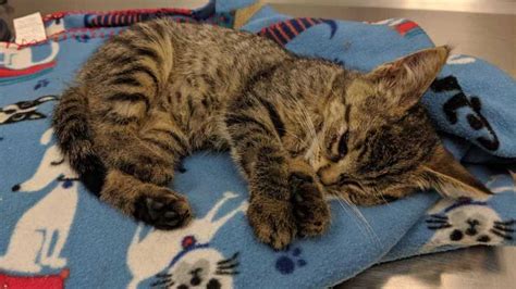 Kitten Thrown From Car Euthanized After Suffering Severe Injuries