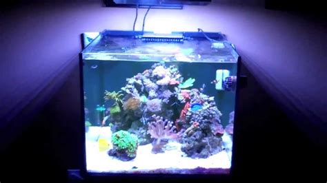50 Gallon Reef Cube Update Youtube