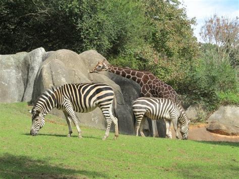 Giraffe Deck - Review of North Carolina Zoo, Asheboro, NC - Tripadvisor