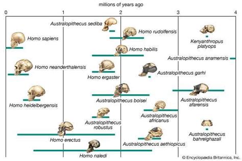 Homo Sapiens Meaning And Stages Of Human Evolution