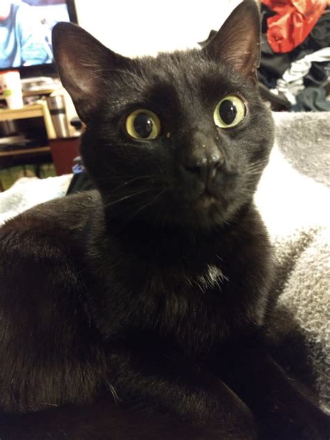Why go to a dog breeder, cat. Lost Cat (Colorado Springs, Colorado) - Tchalla