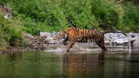 Siberische Tijger De Grootste Kat Ter Wereld Jaagt In Een Meer Tegen