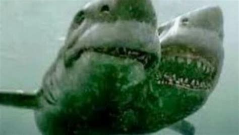 Scientists Discover Terrifying Two Headed Shark In Mediterranean Sea