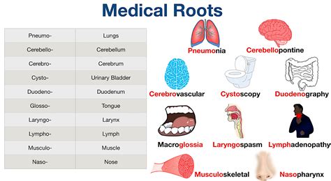 Medical Terminology List Root Word Prefix Suffix Meanings And Course