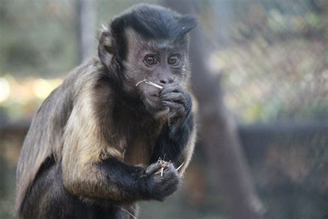 Black Capped Capuchin Southwicks Zoo