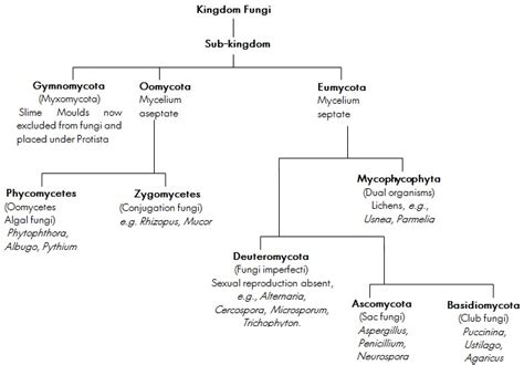 Biology Kingdom Fungi Askiitians