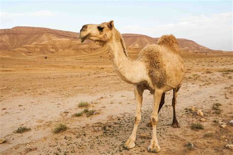I wonder how they were enticed to go into the back of the car and how they could fit in a such a tiny, cramped space. Travel in Saudi Arabia: Is the country ready for tourists ...