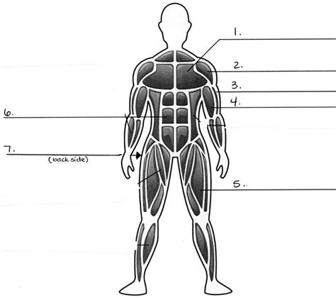25 Diagram Of The Muscular System Markcritz Template Design