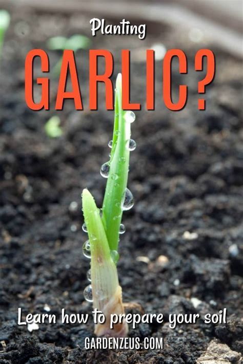 Pest controlling involves planning, inspecting, strategizing and even some basic. Learn how to prepare your soil for planting garlic #garlic ...